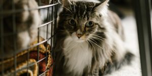 comment transporter un chat avec une cage, une cage ou un carton