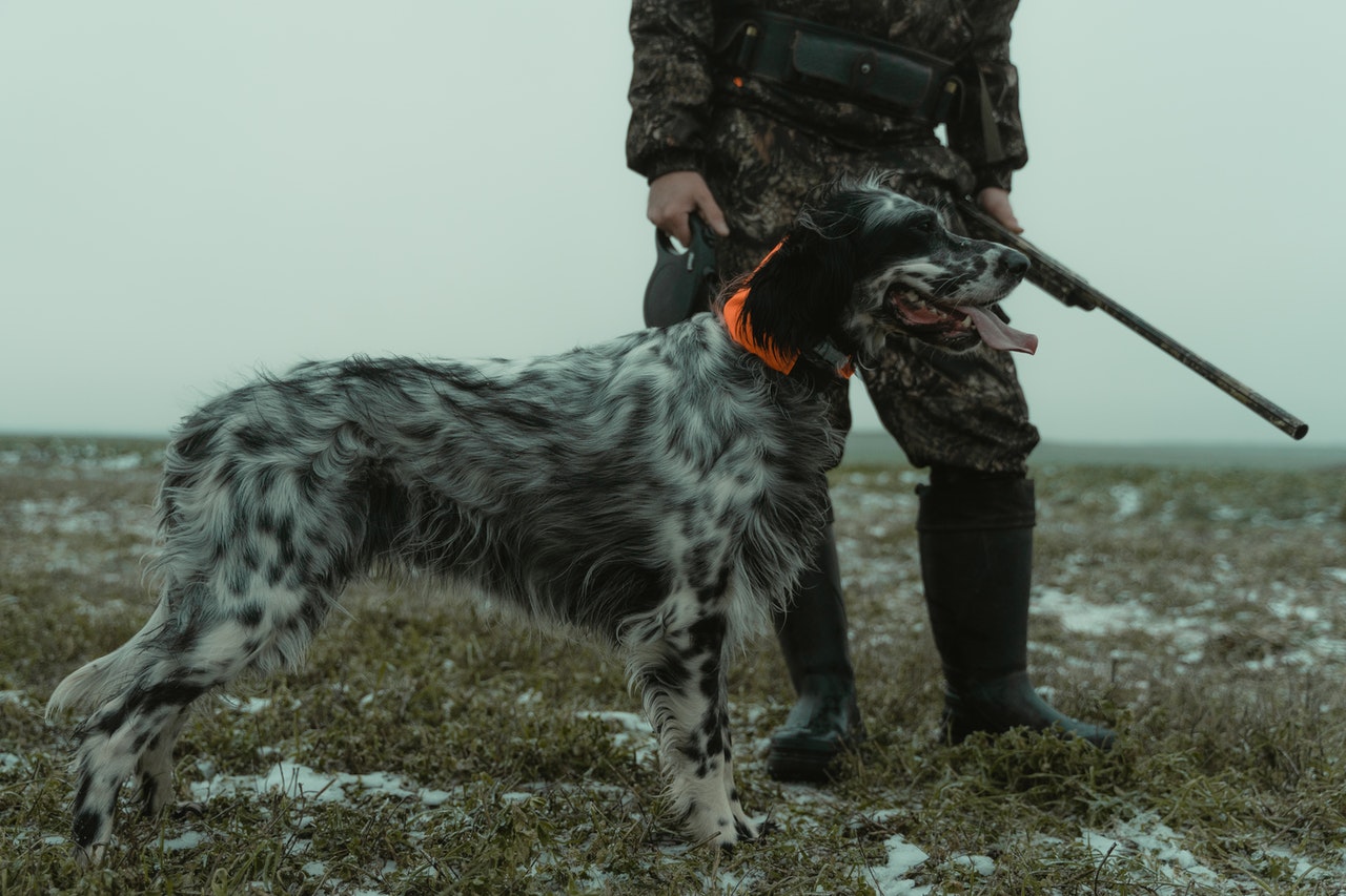 race chien de chasse