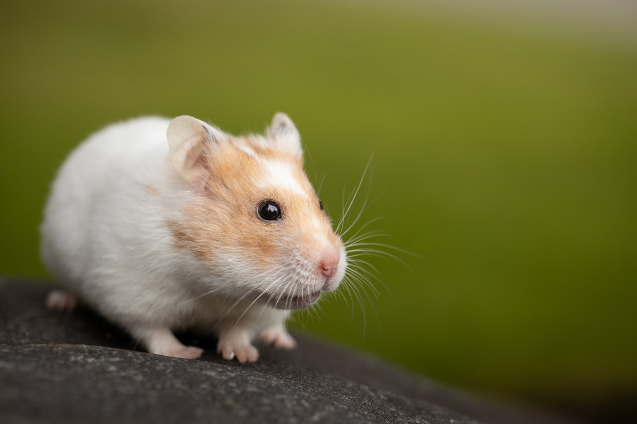 choisir un hamster blanc