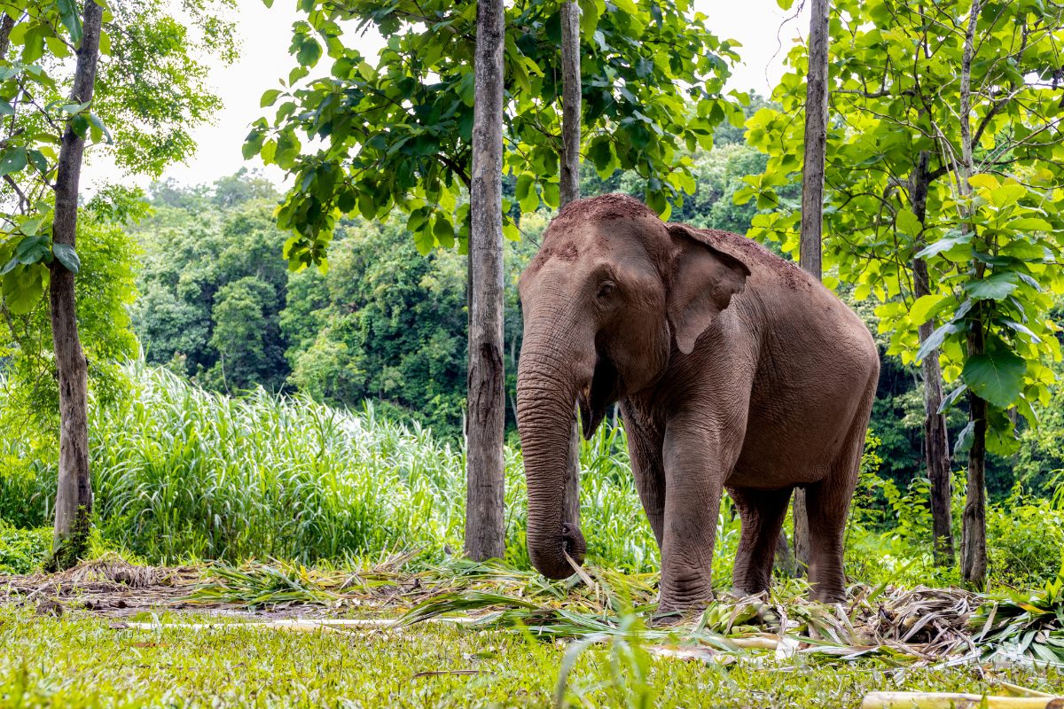 elephant-dans-la-foret