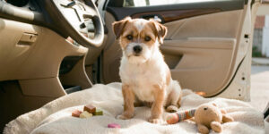 Un chien anxieux apprend progressivement à rester dans une voiture à l’arrêt, installé sur une couverture douce avec un jouet familier et des friandises.
